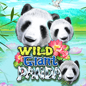 Wild Giant Panda